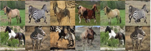 CycleGAN_horse2zebra_result_epoch_187